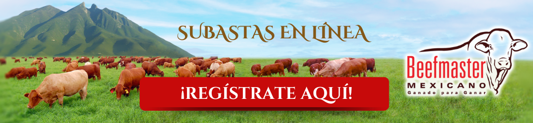 Subastas en línea Beefmaster Mexicano. Regístrate aquí.